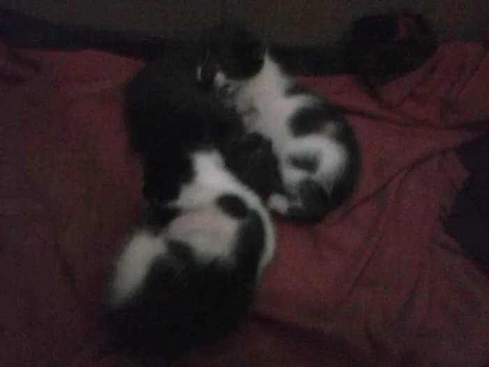Gato raça  idade Abaixo de 2 meses nome Não tem ainda