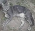 Cinzento