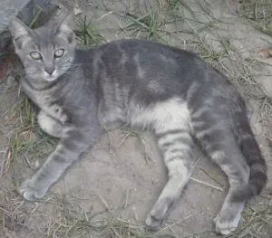 Gato raça  idade 7 a 11 meses nome Cinzento