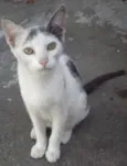 Zell