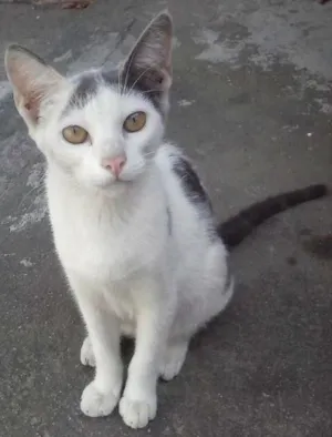 Gato raça  idade 7 a 11 meses nome Zell
