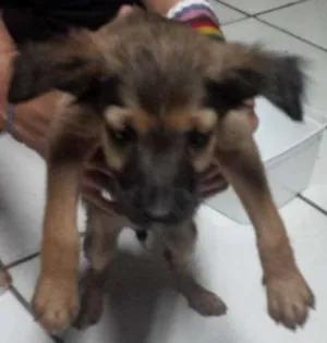Cachorro raça nao sei  idade 2 a 6 meses nome sem nome