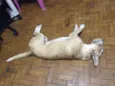 Peludo