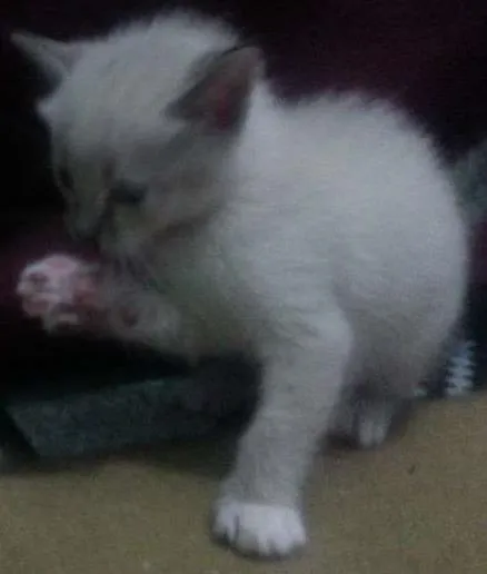 Gato ra a Siamês idade  nome Vários
