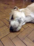 Peludo