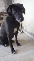 Negão
