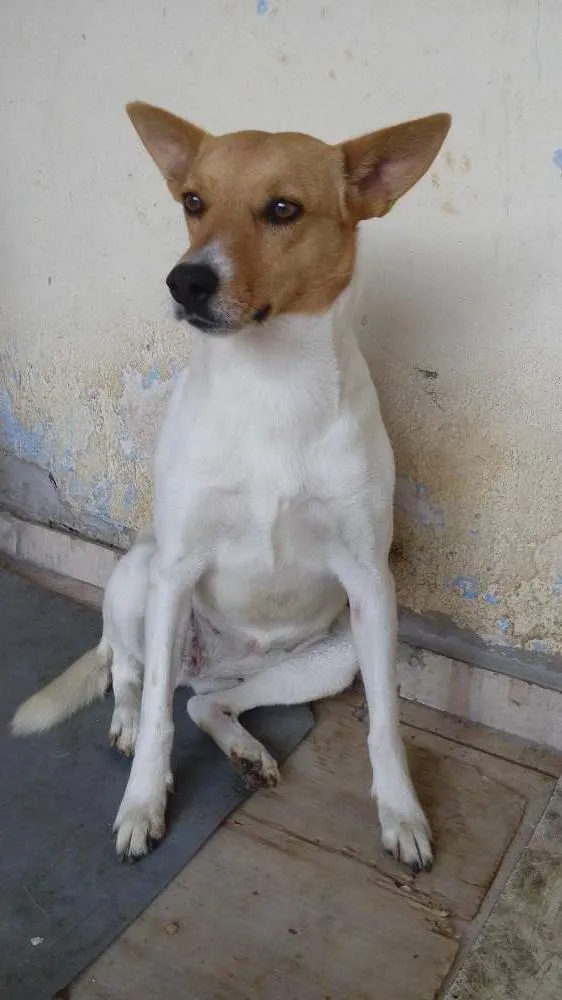 Cachorro ra a Vira Lata idade  nome Pequena