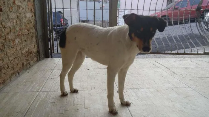 Cachorro ra a Vira Lata idade  nome Magrela