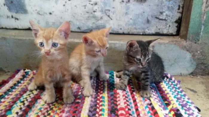 Gato ra a SRD idade Abaixo de 2 meses nome fumacinha