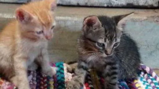 Gato ra a SRD idade Abaixo de 2 meses nome fumacinha