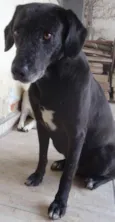 Negão