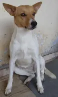 Pequena