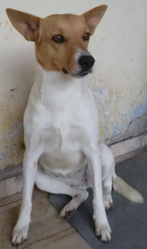 Cachorro raça Vira Lata idade  nome Pequena