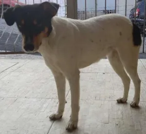 Cachorro raça Vira Lata idade  nome Magrela