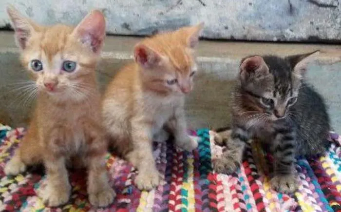 Gato ra a SRD idade Abaixo de 2 meses nome fumacinha