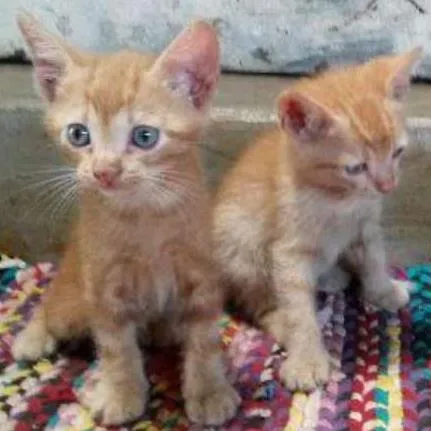 Gato ra a SRD idade Abaixo de 2 meses nome fumacinha