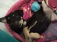 Lila
