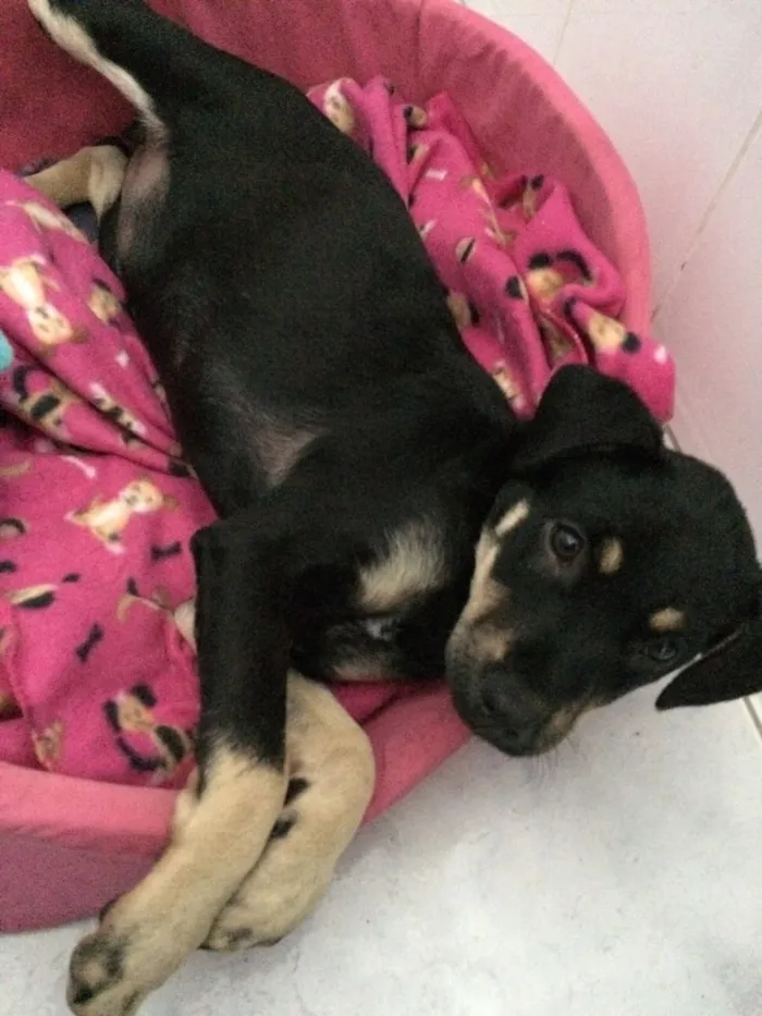 Cachorro ra a Srd idade  nome Lila