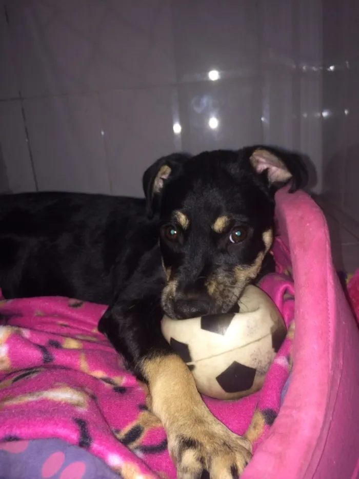 Cachorro ra a Srd idade  nome Lila