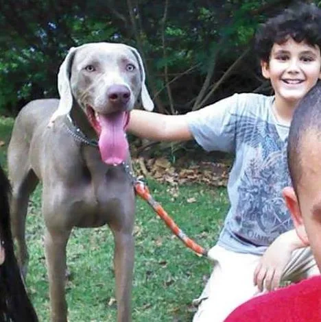 Cachorro ra a Weimaraner idade 1 ano nome Kadu
