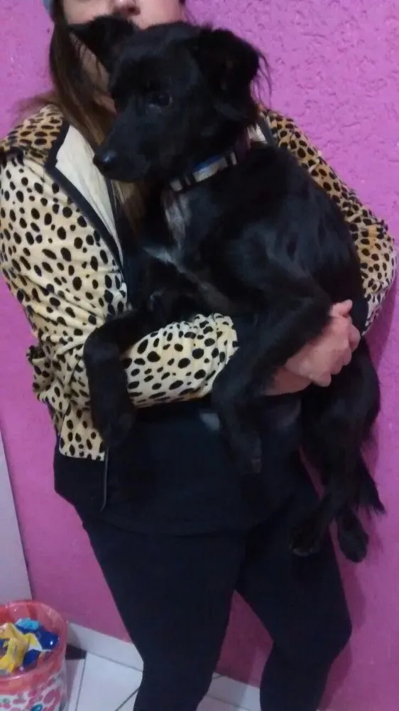 Cachorro ra a Srd idade 1 ano nome Chokito