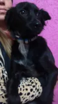 Chokito