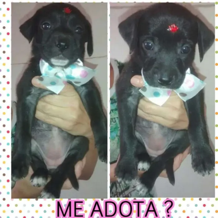 Cachorro ra a SRD idade Abaixo de 2 meses nome MELODIA