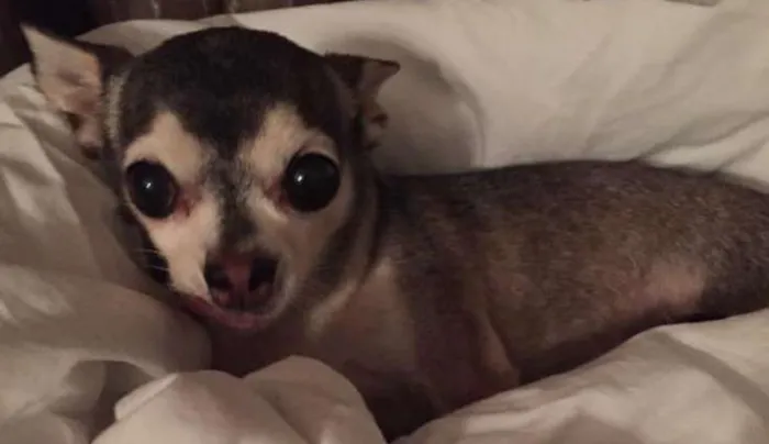 Cachorro ra a Chihuauhua idade 6 ou mais anos nome Fofô