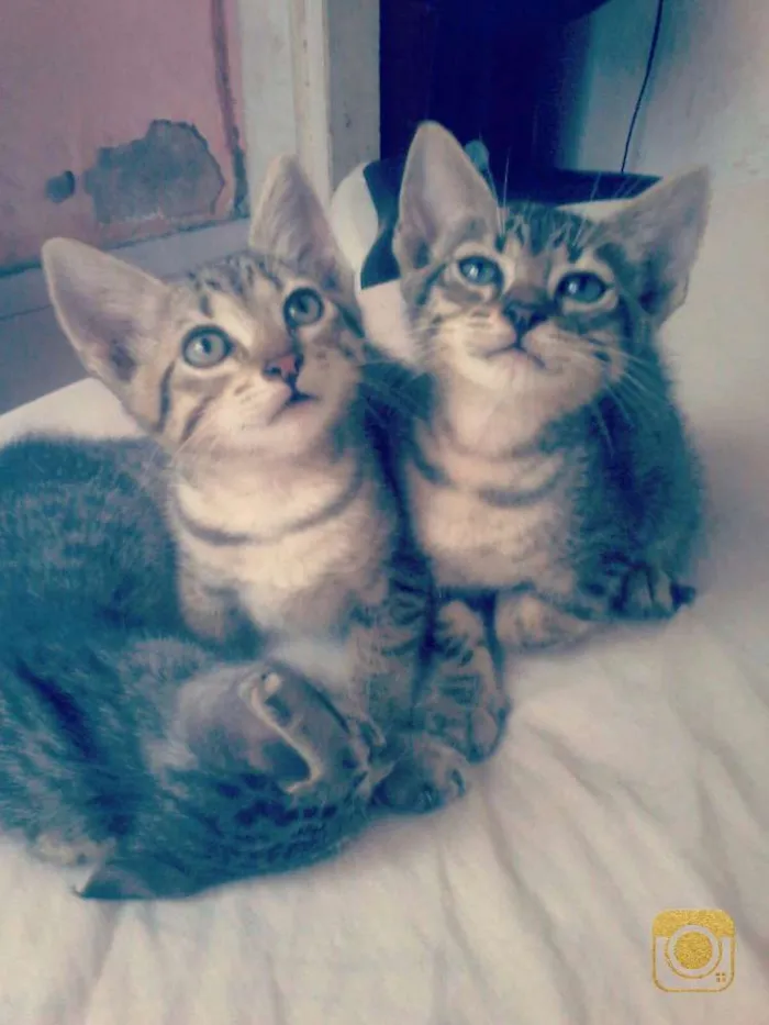 Gato raça  idade 2 a 6 meses nome Sem nome