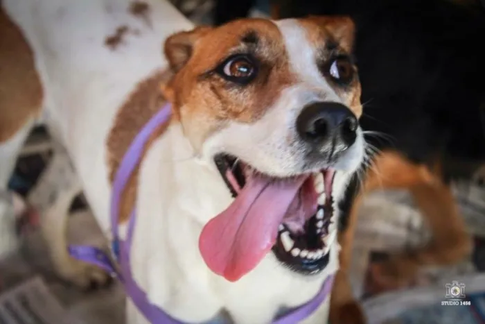 Cachorro ra a Srd idade 3 anos nome Jujuba