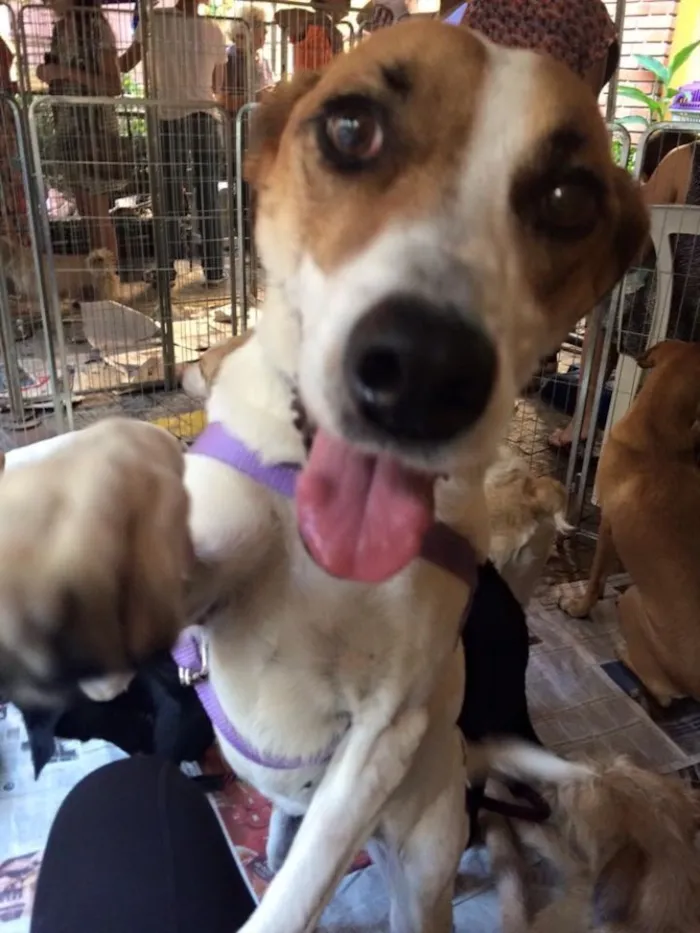 Cachorro ra a Srd idade 3 anos nome Jujuba