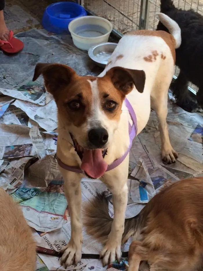 Cachorro ra a Srd idade 3 anos nome Jujuba