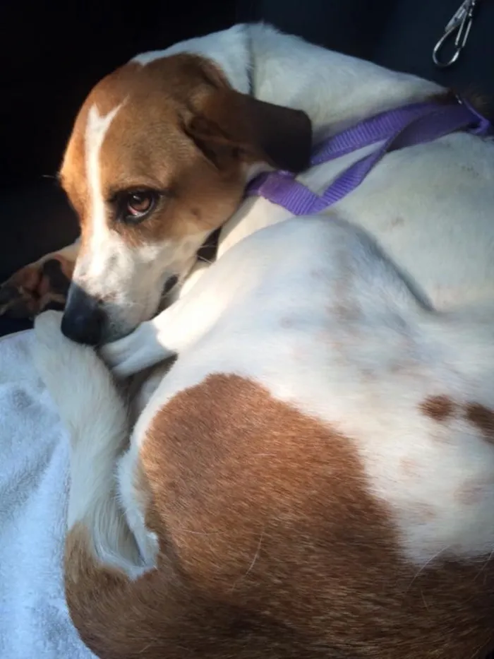 Cachorro ra a Srd idade 3 anos nome Jujuba