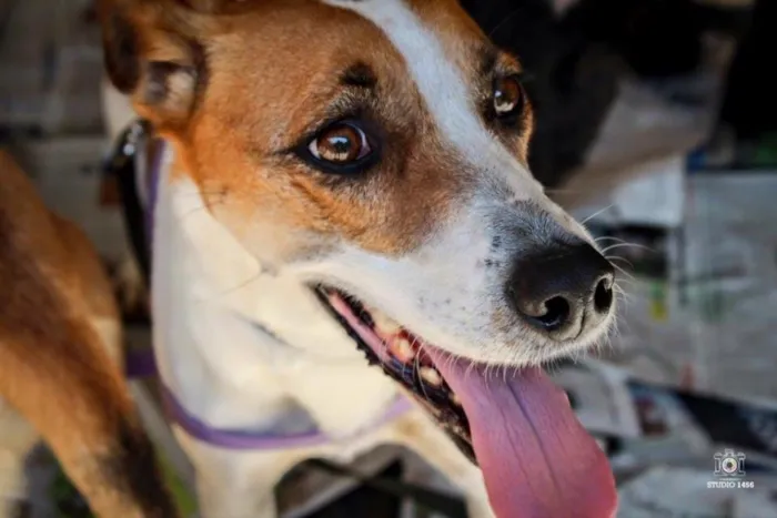 Cachorro ra a Srd idade 3 anos nome Jujuba