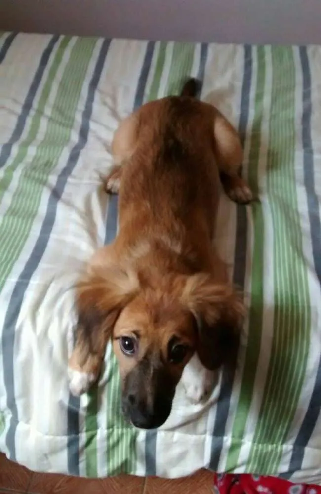 Cachorro ra a Vira Lata idade 2 a 6 meses nome Mabel