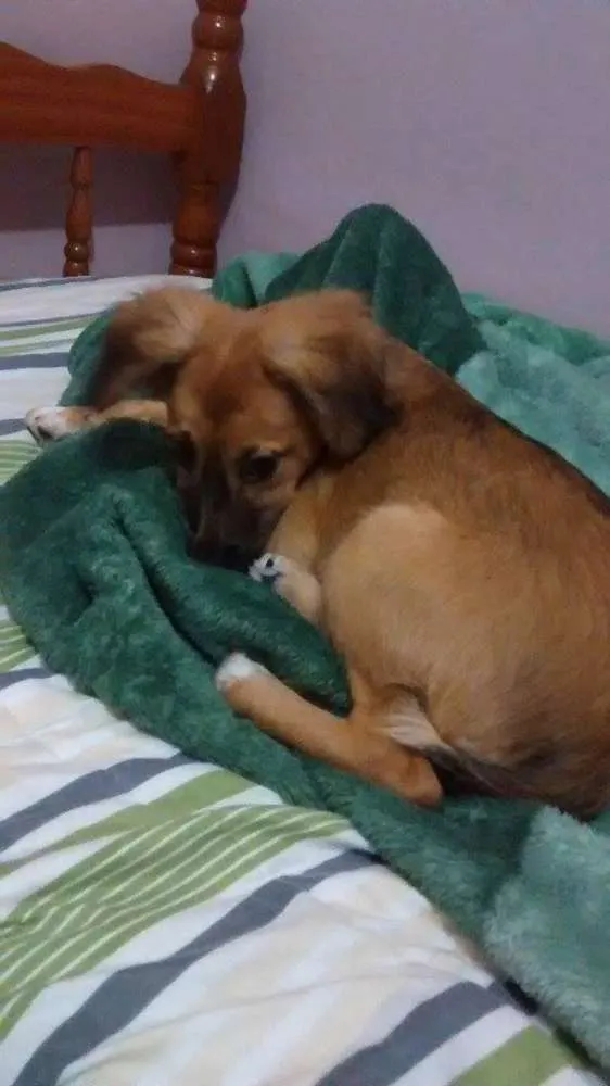Cachorro ra a Vira Lata idade 2 a 6 meses nome Mabel
