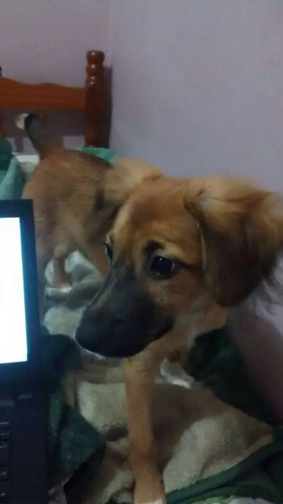 Cachorro ra a Vira Lata idade 2 a 6 meses nome Mabel