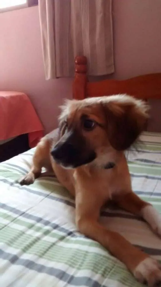 Cachorro ra a Vira Lata idade 2 a 6 meses nome Mabel