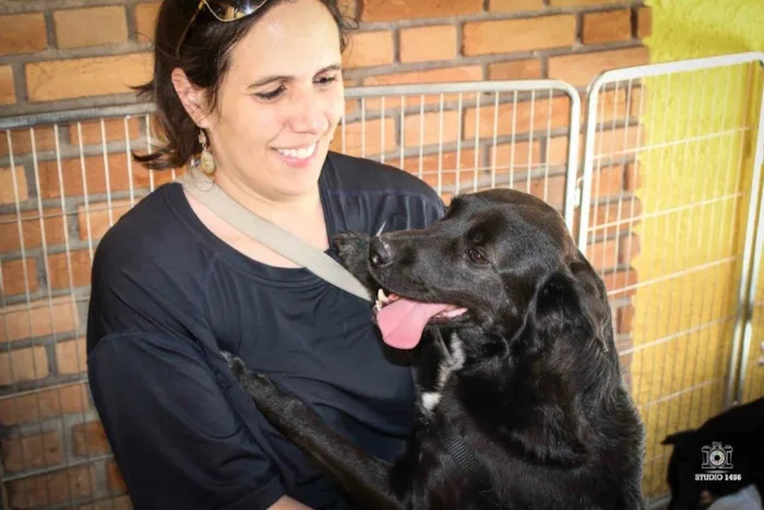 Cachorro ra a Srd idade 4 anos nome Spike