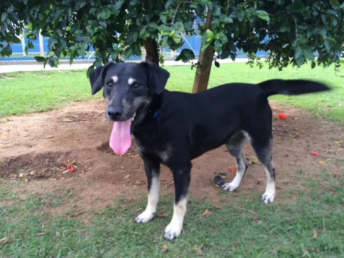 Cachorro ra a Srd idade 2 anos nome Toddy