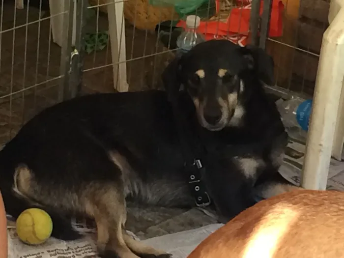Cachorro ra a Srd idade 2 anos nome Toddy