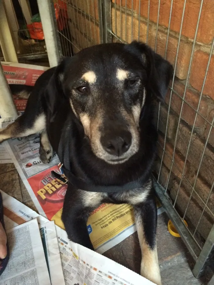 Cachorro ra a Srd idade 2 anos nome Toddy