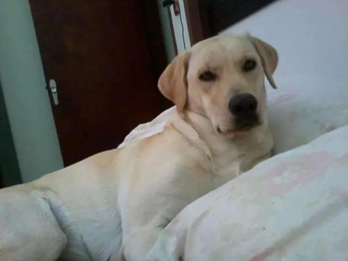 Cachorro ra a Labrador idade 2 anos nome Hanna