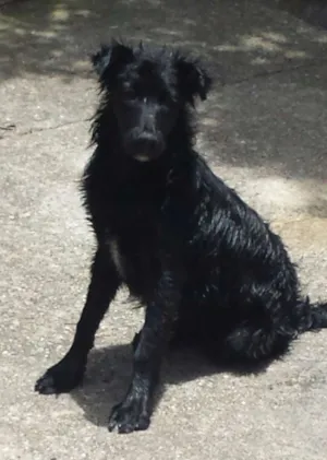 Cachorro raça Vira lata idade 1 ano nome SIMBA 