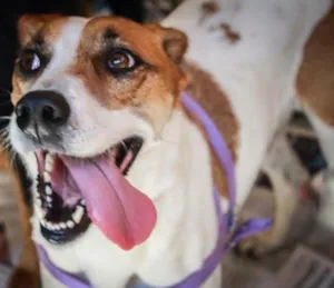 Cachorro raça Srd idade 3 anos nome Jujuba