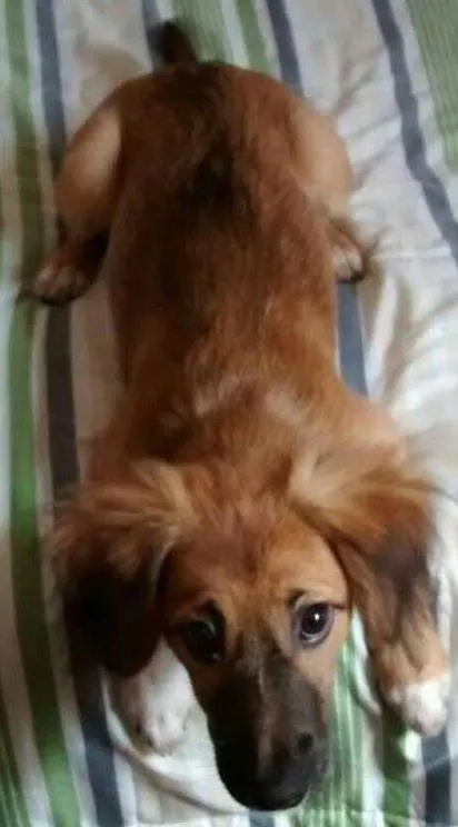 Cachorro ra a Vira Lata idade 2 a 6 meses nome Mabel