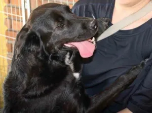 Cachorro raça Srd idade 4 anos nome Spike