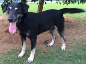 Cachorro raça Srd idade 2 anos nome Toddy