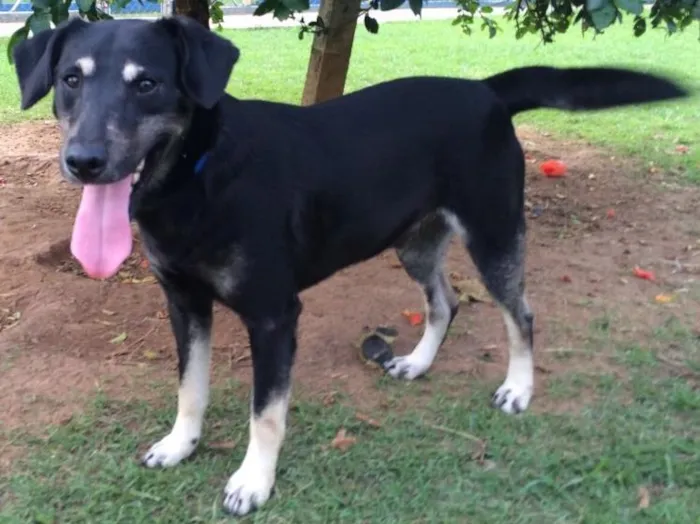 Cachorro ra a Srd idade 2 anos nome Toddy