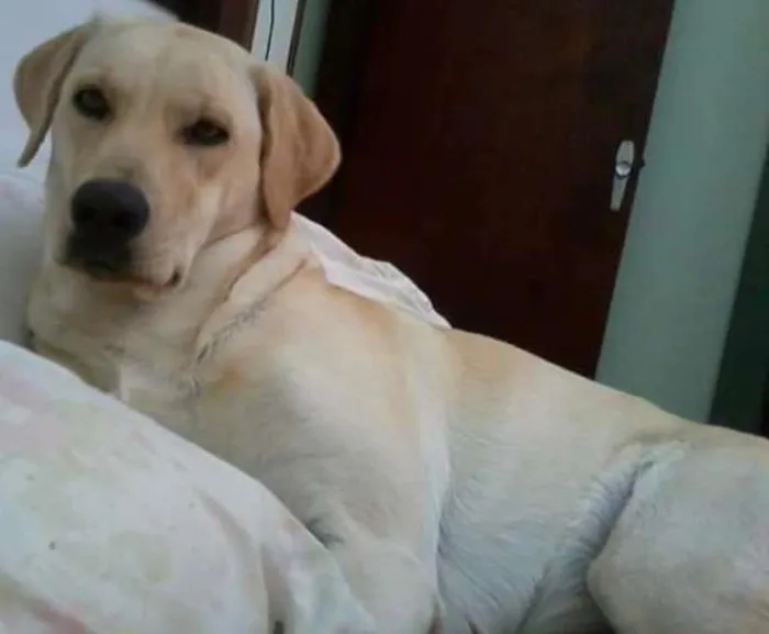 Cachorro ra a Labrador idade 2 anos nome Hanna